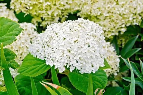Hydrangea white fluffy Fluffy white hydrangea flowers on a background of g... Foto stock