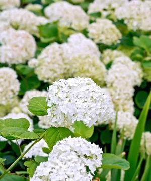 Hydrangea white Fluffy white hydrangea blossoms against a background of gr... Foto stock