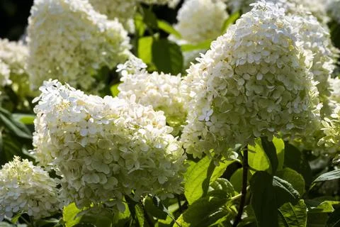 Hydrangea white garden Stock Photos