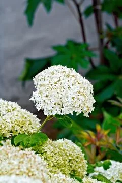 Hydrangea white with leaves Foto stock