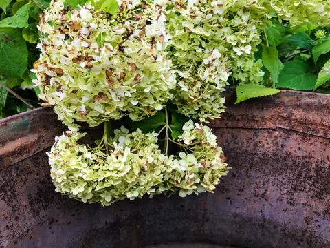 Hydrangea white with many small flowers. the flowers turned yellow. a yellowe Foto stock