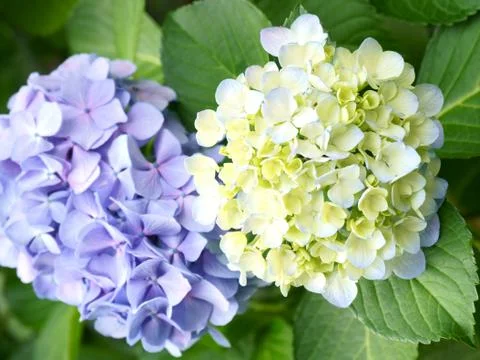 Hydrangea white&amp;blue Stock Photos