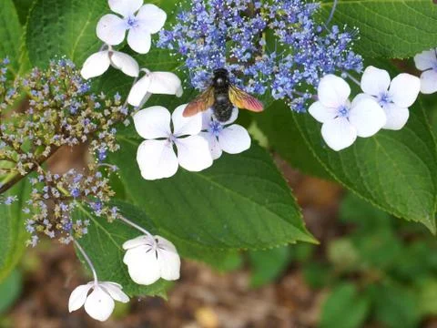 Hydrangea&amp;bee Stock Photos