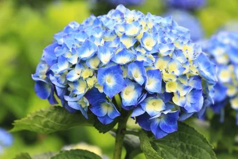 Hydrangea,Big-leaf Hydrangea,Laurustinus blue flowers blooming Stock Photos