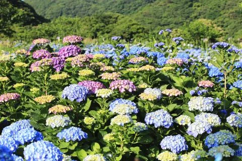 Hydrangea,Big-leaf Hydrangea,Laurustinus purple and blue flowers blooming Stock Photos