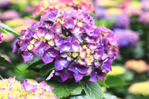 Hydrangea,Big-leaf Hydrangea,Laurustinus purple flowers blooming Stock Photos