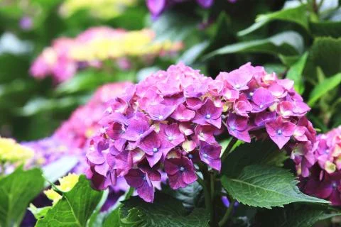 Hydrangea,Big-leaf Hydrangea,Laurustinus purple flowers blooming Stock Photos