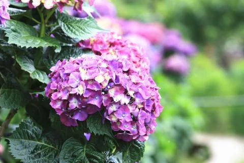 Hydrangea,Big-leaf Hydrangea,Laurustinus purple flowers blooming Stock Photos