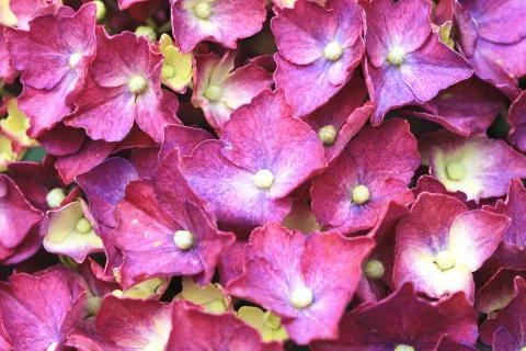 Hydrangea,Big-leaf Hydrangea,Laurustinus purple flowers blooming Stock Photos