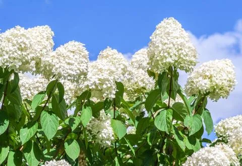 Hydrangeaceae hydrangea paniculata siebel grade polar bear Stock Photos
