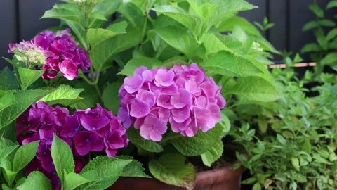 Hydrangea(Hortensia) flower in the wind, Stock Footage 200761572