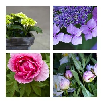 Hydrangeao and peonies Stock Photos