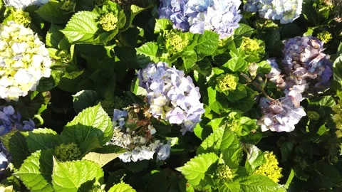 Hydrangeas and green plants for background Video stock 227926848