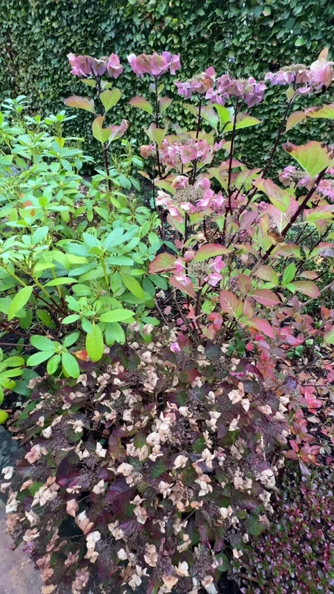 Hydrangeas and rhododendron shrubs in autumn garden bed, England Stock Footage 329123727