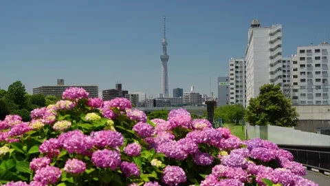 Hydrangeas and Tokyo Skytree at Kyu-Nakagawa Waterfront Park 스톡 동영상 344518258