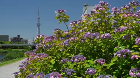 Hydrangeas and Tokyo Skytree at Kyu-Nakagawa Waterfront Park 動画素材 344518261