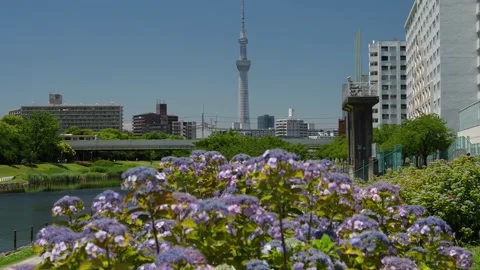 Hydrangeas and Tokyo Skytree at Kyu-Nakagawa Waterfront Park 動画素材 344518265