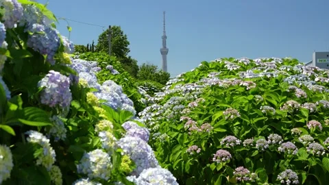 Hydrangeas and Tokyo Skytree at Kyu-Nakagawa Waterfront Park 스톡 동영상 344518288