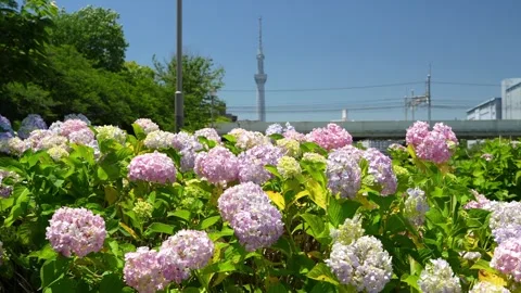 Hydrangeas and Tokyo Skytree at Kyu-Nakagawa Waterfront Park 스톡 동영상 344518289