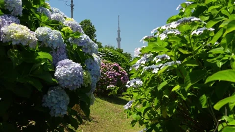 Hydrangeas and Tokyo Skytree at Kyu-Nakagawa Waterfront Park Vidéo 344518293