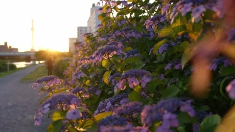 Hydrangeas and Tokyo Skytree at Sunset in Kyu-Nakagawa Waterfront Park 스톡 동영상 344518316