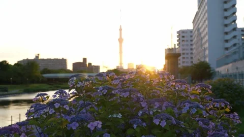 Hydrangeas and Tokyo Skytree at Sunset in Kyu-Nakagawa Waterfront Park 動画素材 344518317
