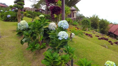 Hydrangeas are blossoming in the windy garden. 4K Stock Footage 282409636
