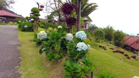 Hydrangeas are blossoming in the windy garden. 4K Stock Footage 282412068