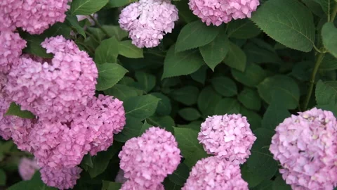 Hydrangeas are often grown in gardens as ornamental plants because of their larg Stock Footage 163097181
