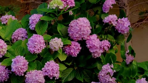 An hydrangeas are swinging in wind Stock Footage 158535878