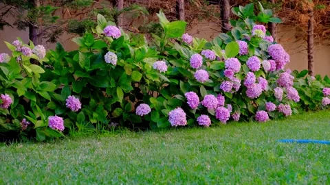An hydrangeas are swinging with wind Stock Footage 158535908
