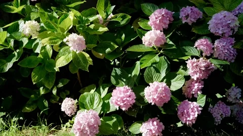 Hydrangeas are swinging with wind Stock Footage 158536903