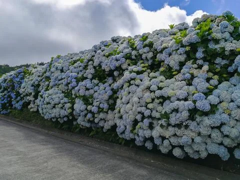 Hydrangeas are the typical flowers of the Azores Islands Foto stock