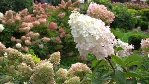 Hydrangeas bloom garden. Pink bud Hydrangea flower. Stock Footage 301429233