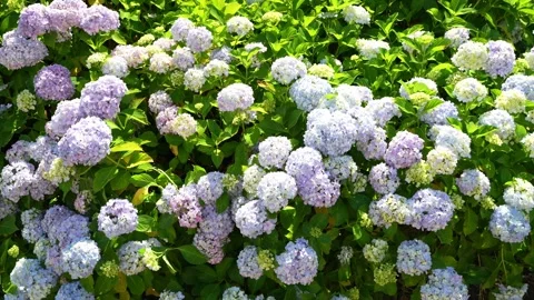 Hydrangeas in Bloom at Kyu-Nakagawa Waterfront Park in Tokyo 動画素材 344518287