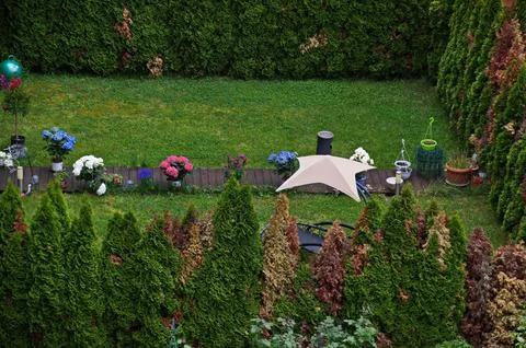 Hydrangeas blooming and  mobile bed, decorate a patio in a meadow Stock Photos