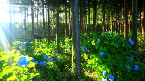 Hydrangeas Blooming in the Cedar Forest with a Stroll Path and Morning Sunlight Vídeos de archivo 330350531