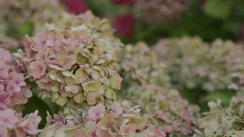 Hydrangeas blossoming in beautiful garden Stock Footage 297298108