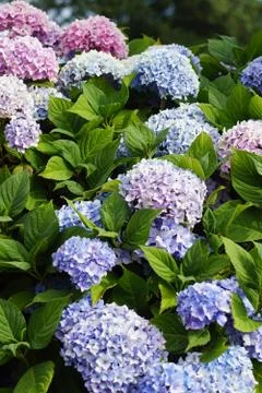 Hydrangeas blue and purple Stock Photos