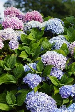 Hydrangeas blue and purple Stock Photos