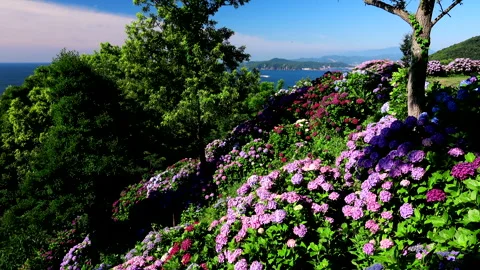 Hydrangeas at the Cape of Paradise and Hyuga Sea Видео 332204234