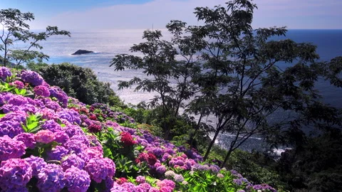 Hydrangeas at the Cape of Paradise and Hyuga Sea Видео 332204249