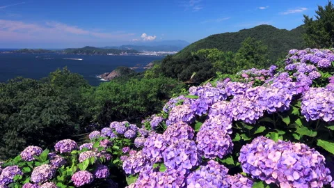 Hydrangeas at the Cape of Paradise and Hyuga Sea Видео 332204341