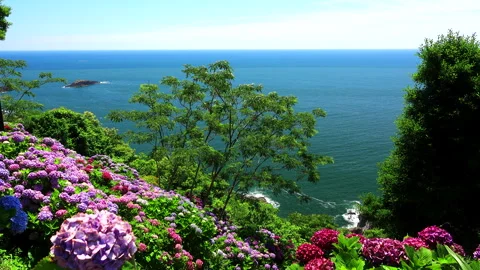 Hydrangeas at the Cape of Paradise and Hyuga Sea Видео 332204466