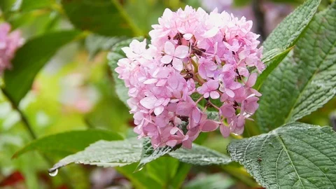 Hydrangeas close up, on a Rainy Day, Nantucket Stock Footage 87999283