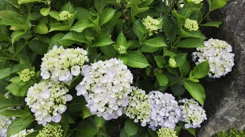 Hydrangeas in Flower Bed on Rainy Day Stock Footage 324801417