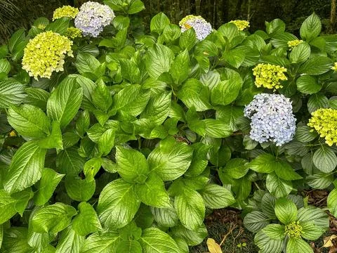 Hydrangeas flower garden Stock Photos