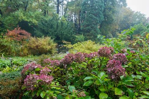 Hydrangeas flowers in foggy wether in japanese garden in Leverkusen. Stock Photos