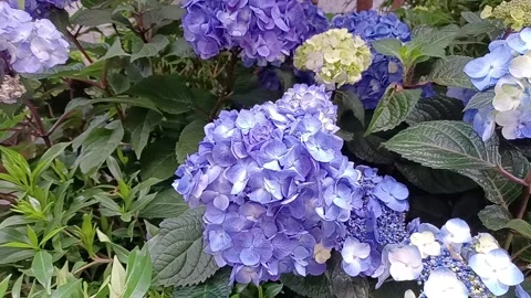 Hydrangeas Flowers Stock Footage 277121395