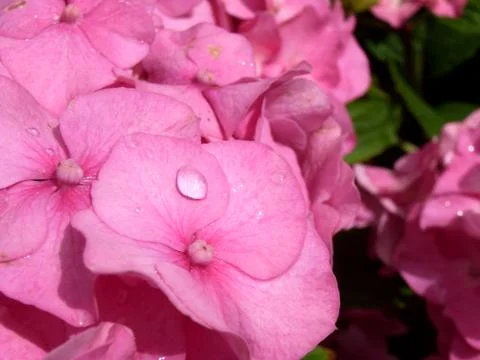 Hydrangeas Flowers Stock Photos